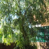 Podar un árbol