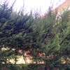 Mantener Jardín