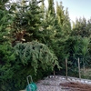 Desbrozar Jardín
