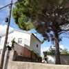 Tala arboles