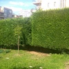 Otros Trabajos De Jardinería