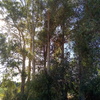 Talar árboles