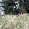 Desbrozar Jardín