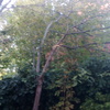 Talar árboles