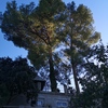 Talar árboles