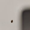 Fumigación o Desinsectación