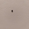 Fumigación o Desinsectación