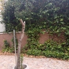 Desbrozar Jardín