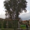 Talar árboles