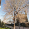 Talar árboles