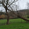 Talar árboles