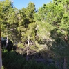 Podar 5 pinos
