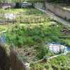 Desbrozar Jardín