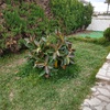 Hacer puesta a punto de jardín