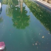 Limpieza puntual de piscina