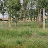 Diseñar Jardín