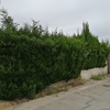 Desbrozar Jardín