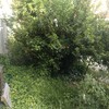 Desbrozar Jardín