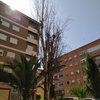 Talar árboles