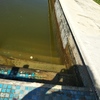 Limpieza puntual de piscina