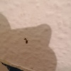 Fumigación o Desinsectación