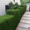 Mantener Jardín