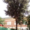 Talar árboles