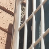 Fumigación o Desinsectación