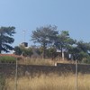Talar árboles