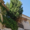 Talar árboles