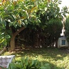 Otros Trabajos De Jardinería