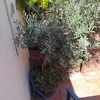 Otros Trabajos De Jardinería