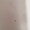 Fumigación o Desinsectación