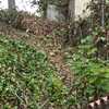 Mantener Jardín