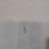 Fumigación o Desinsectación