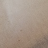 Fumigación o Desinsectación