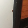 Fumigación o Desinsectación