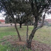 Trasplante de encinas