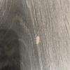Poner Parquet o Tarima Vivienda (Parcial)