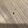 Fumigación o Desinsectación