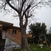 Talar árboles