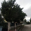Talar árboles