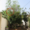 Podar un árbol cuya rama en breve podría invadir el patio de mi vecino.
