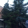 Poda de árbol