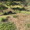 Desbrozar de hierva