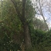 Tala de árbol