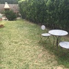 Quitar seto cipreses/tuyas de jardin