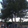 Cortar pinos