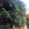 Otros Trabajos De Jardinería