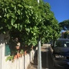 Mantener Jardín